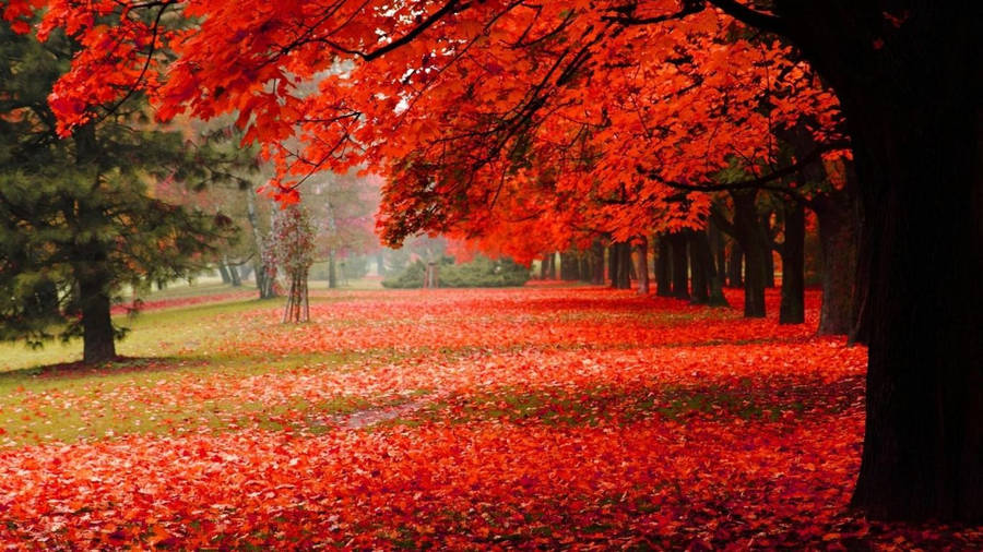 Wallpapers on 3d Falling Leaves Animated Wallpaper   Wallpapers