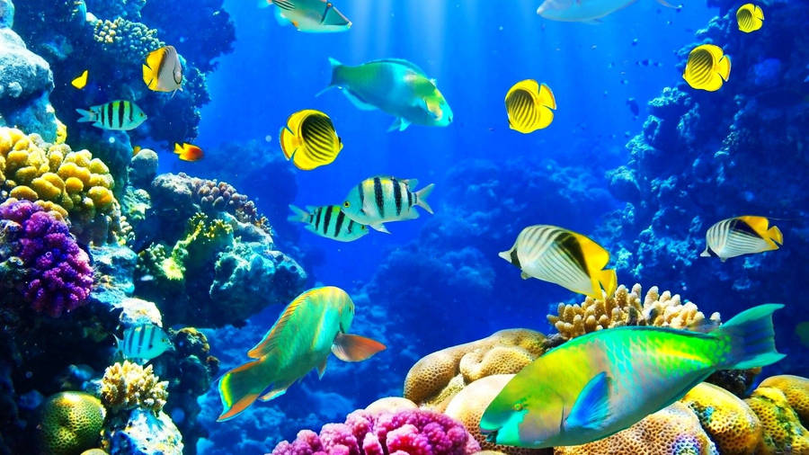 Free Desktop Wallpaper on Backgrounds On Living Marine Aquarium 2 Animated Wallpaper Wallpapers