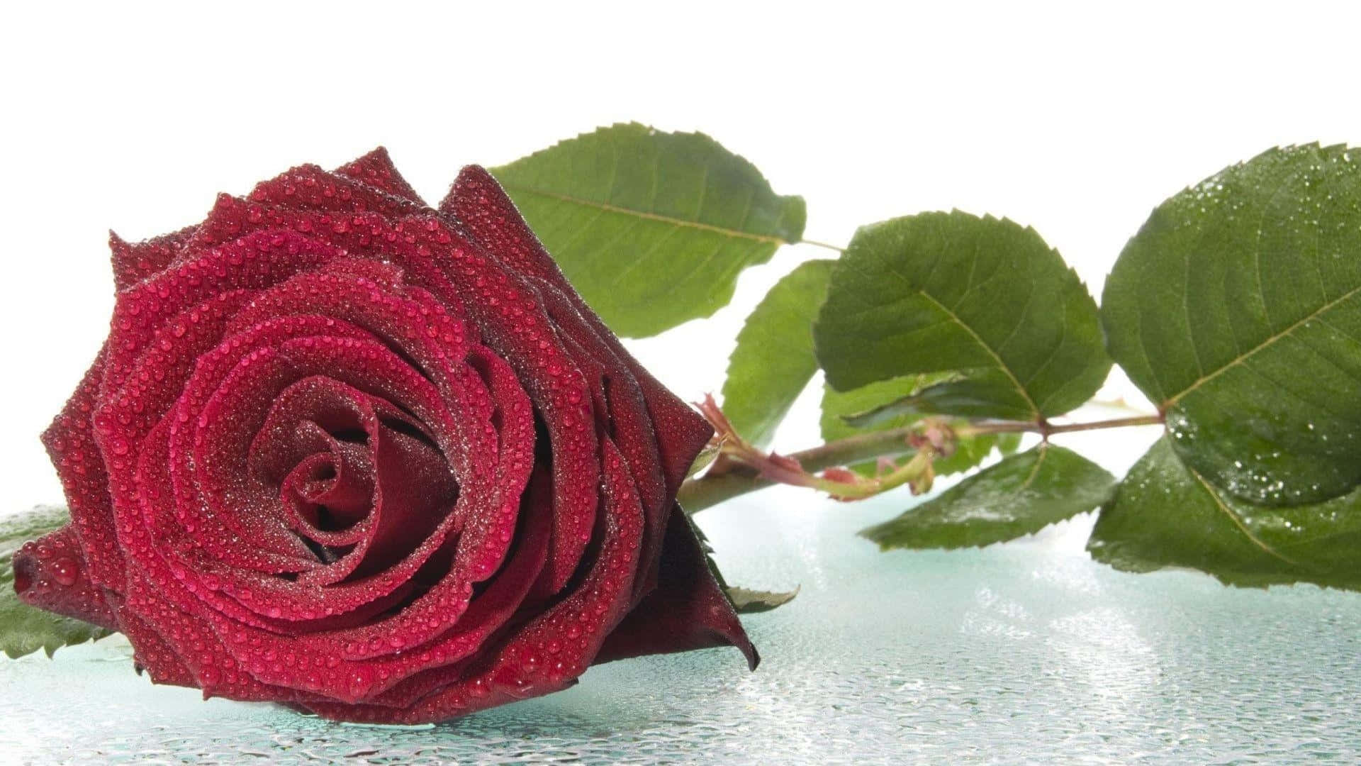 1080p Blossoming Dark Red Rose Background