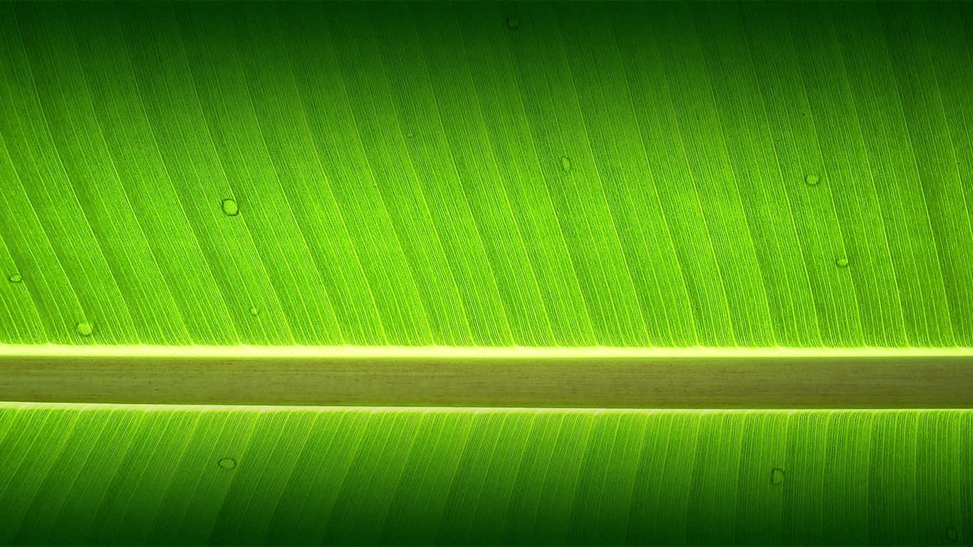 A Green Banana Leaf With Water Droplets On It