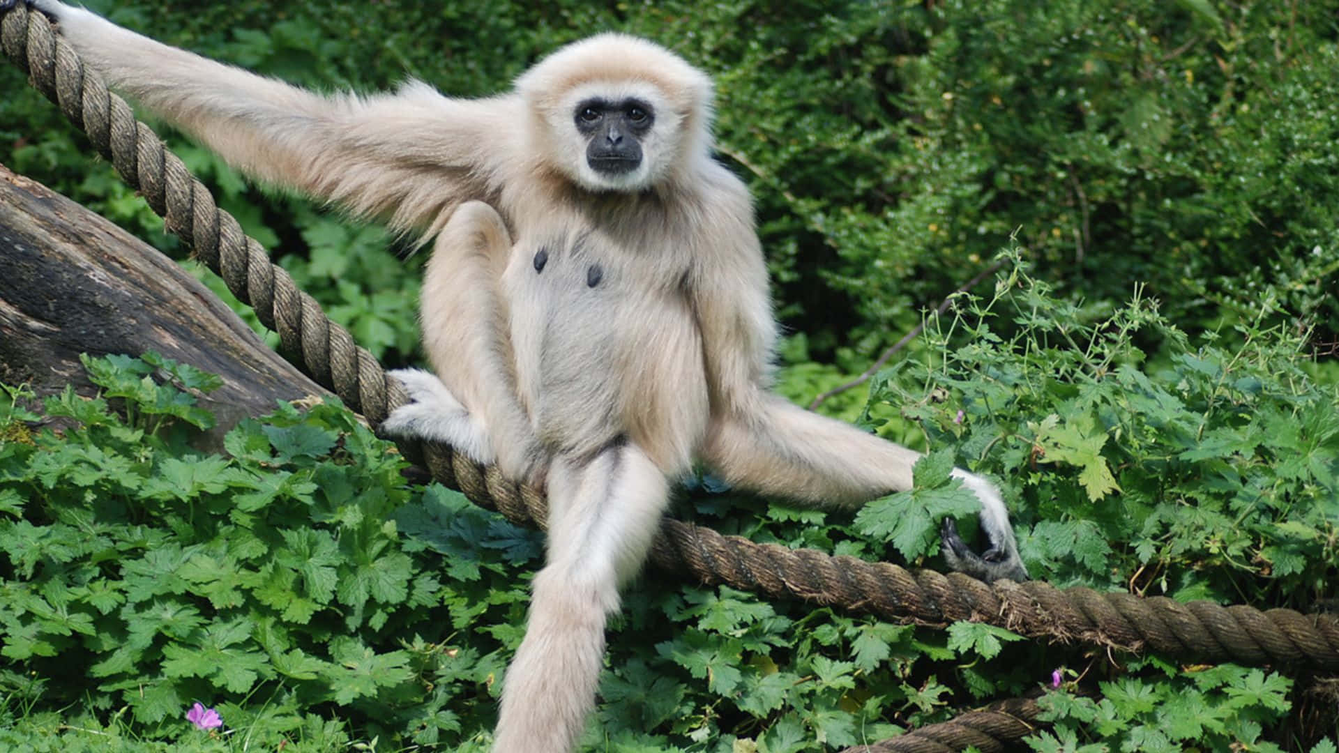 A White Monkey Is Sitting On A Rope In The Forest