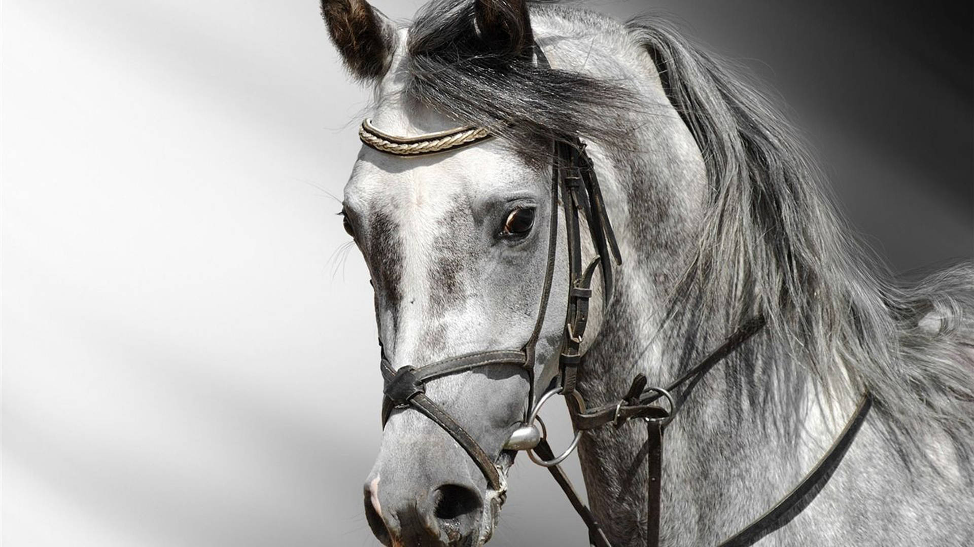 3D Realistic Horse Face Wallpaper