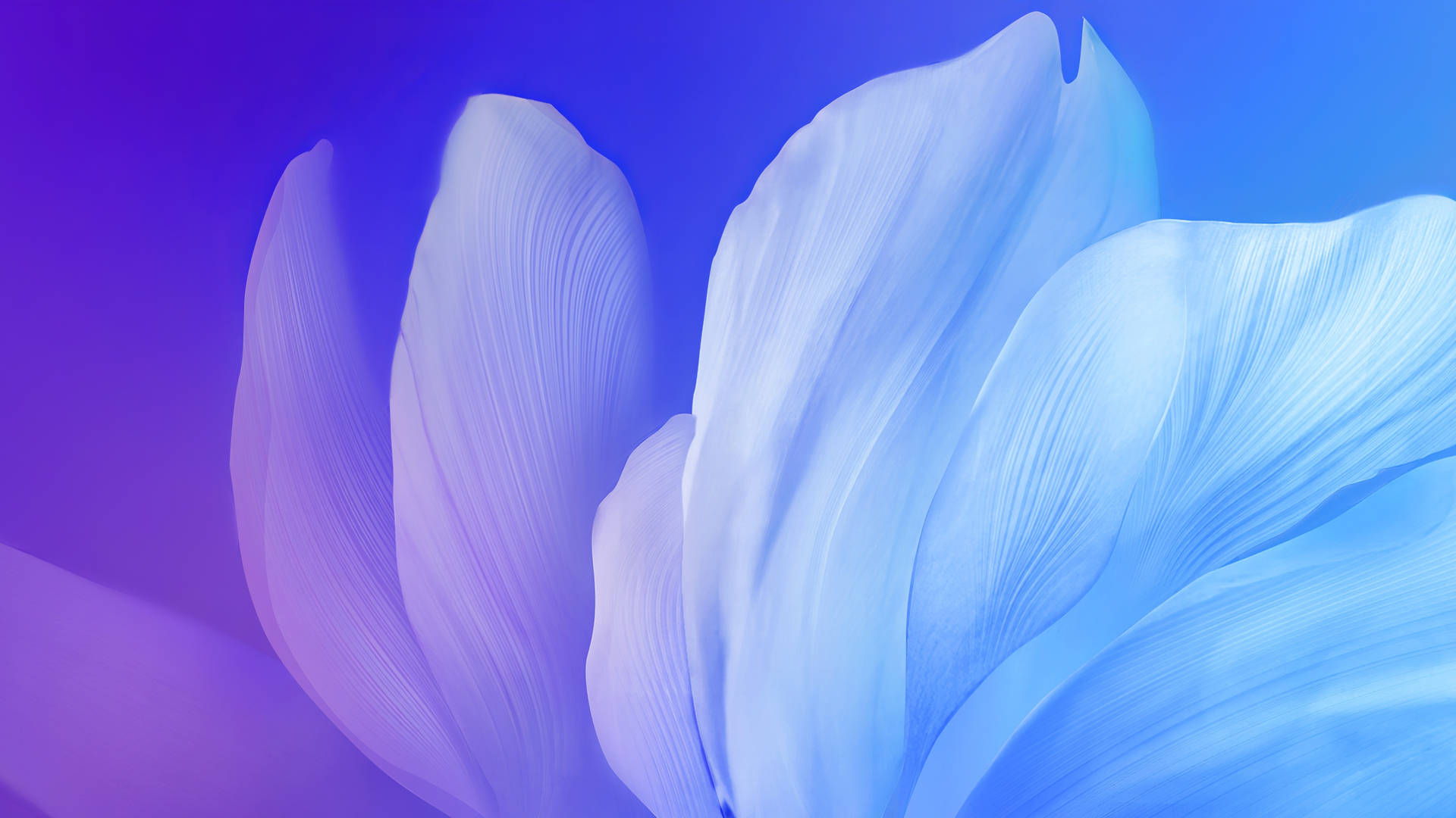 4D Ultra HD Flowing Petals Wallpaper