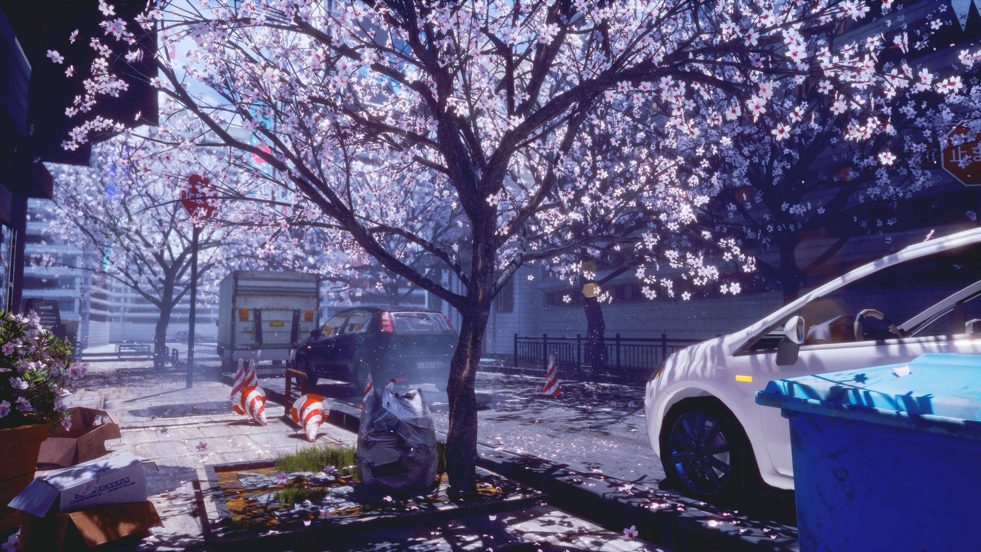 4K Spring Sakura Trees Road Wallpaper