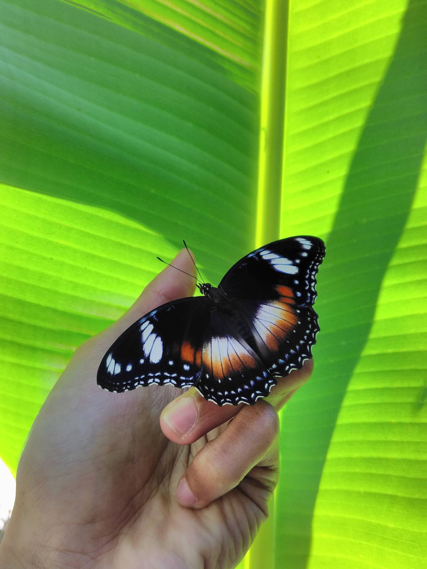 Aesthetic Butterfly On Palm Hand Wallpaper