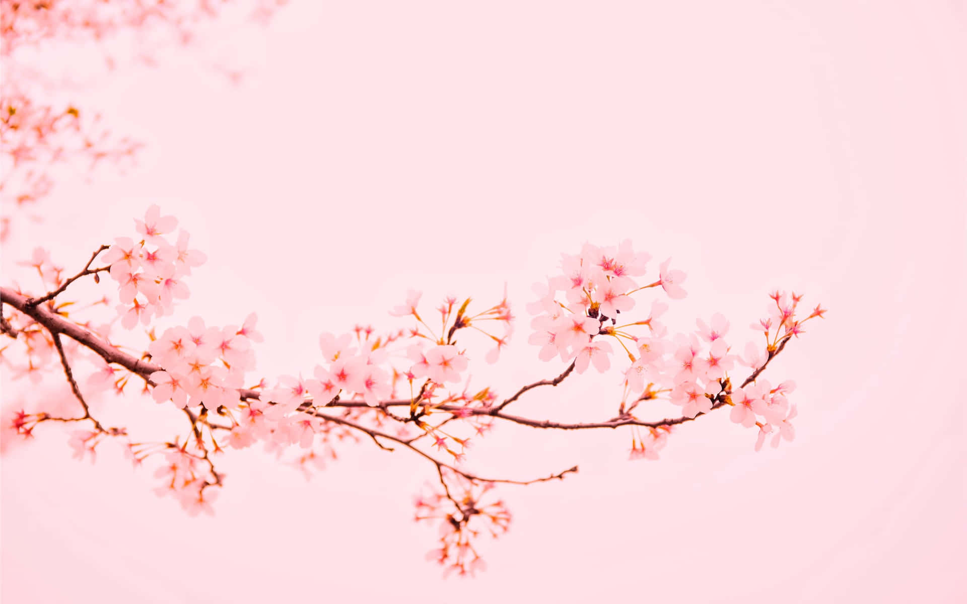 Aesthetic Cherry Blossom Background Wallpaper