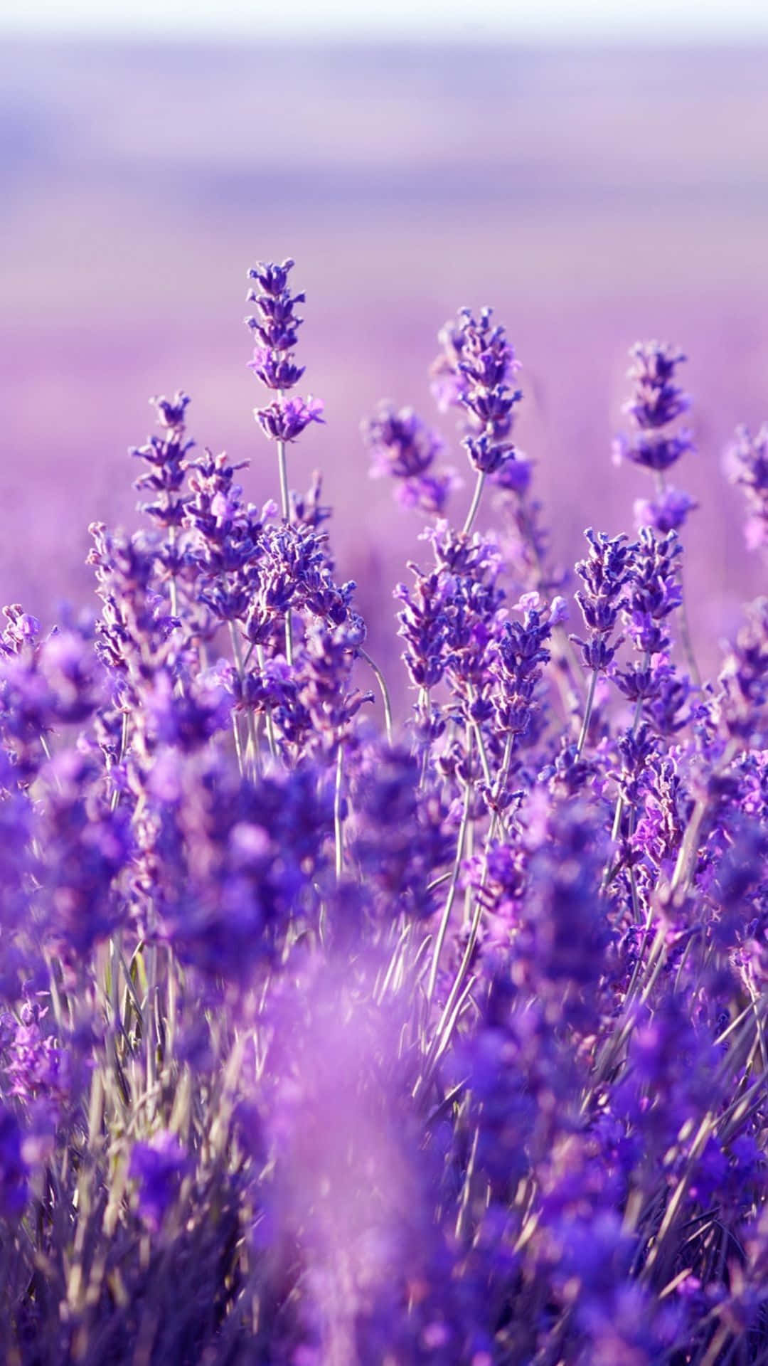 Aesthetic Lavender Picture
