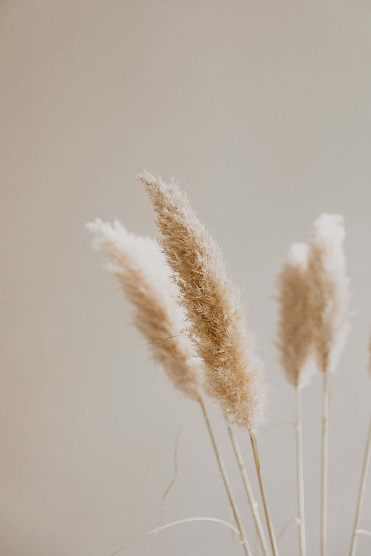 Aesthetic Pampas Grass Pictures