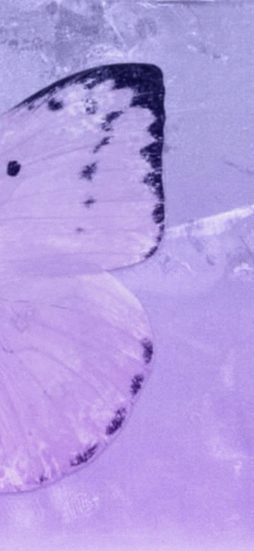Aesthetic Purple Butterfly Wings Picture