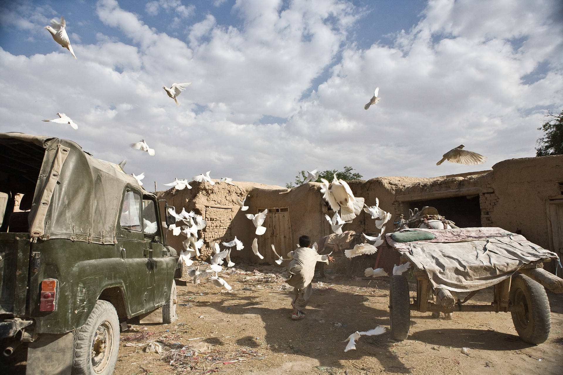 Afghanistan Flock Of Pigeons Wallpaper