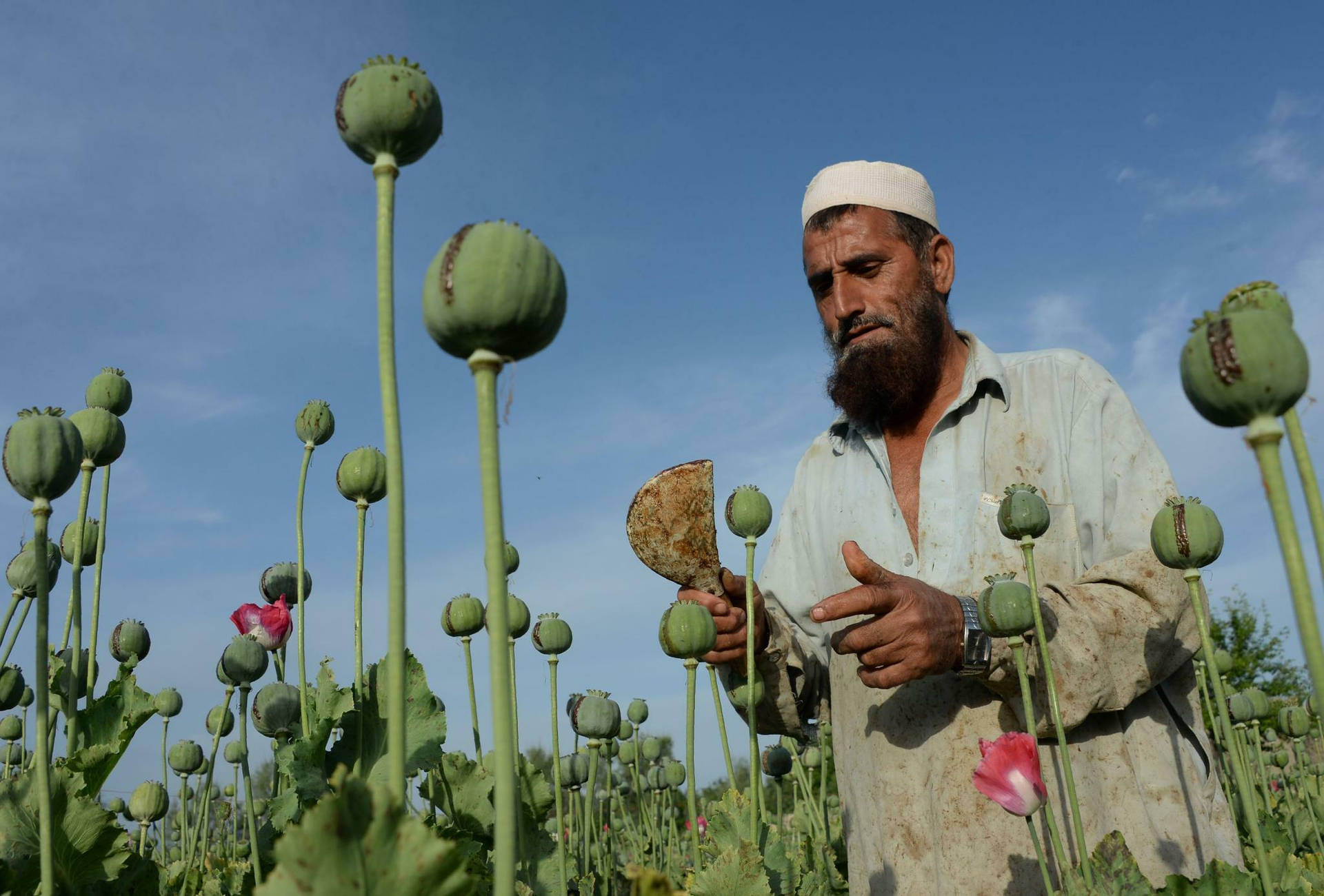 Poppy Fields of Afghanistan Wallpaper