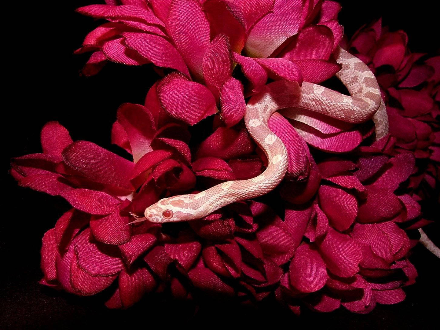 Albino Corn Snake Coiling Around Red Petals Wallpaper