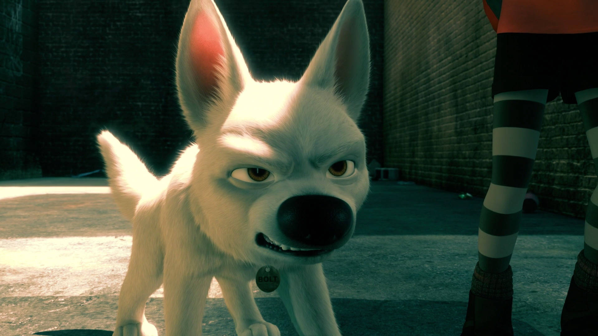 Angry White Dog Bolt Wallpaper