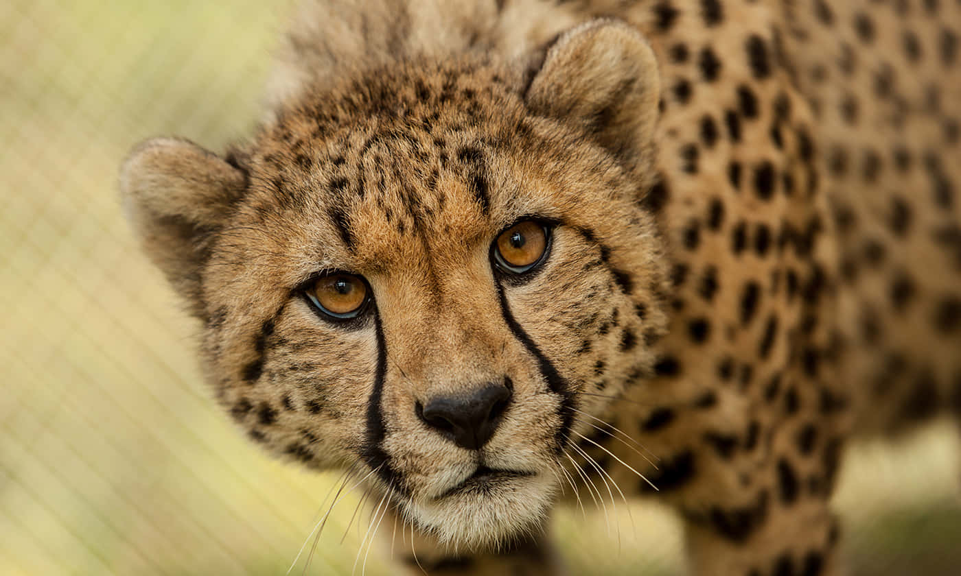 South African Cheetah Animal Picture