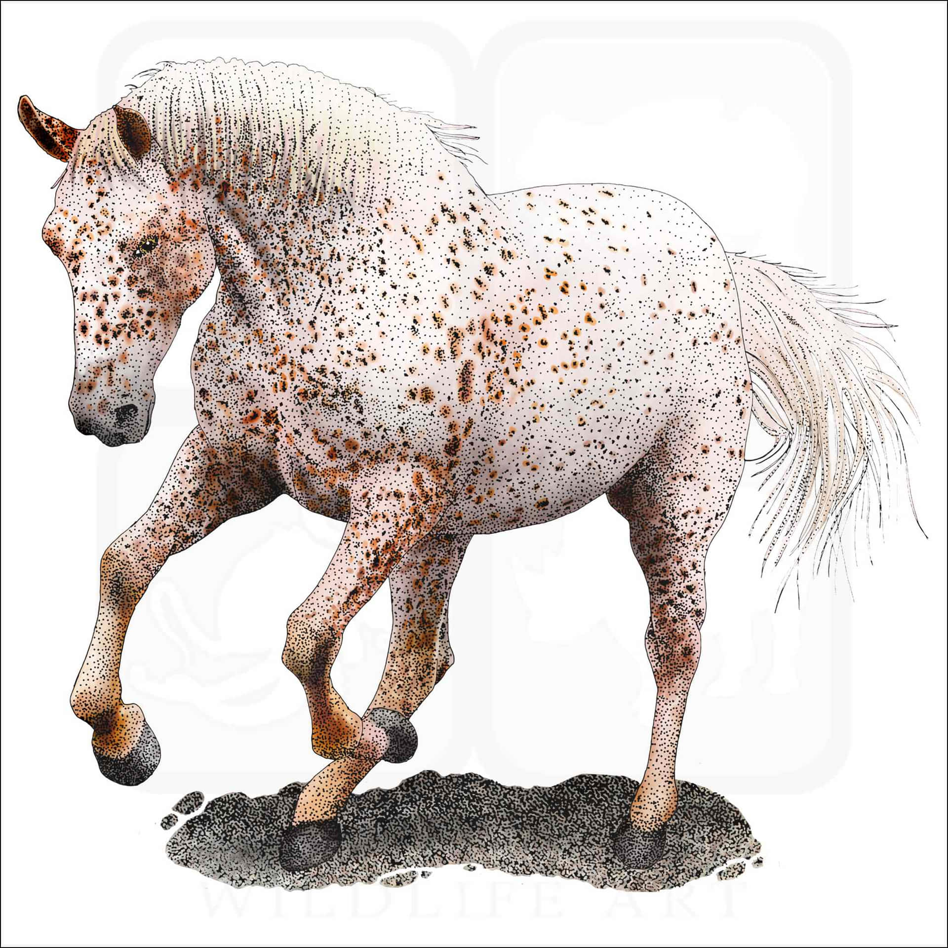 A Horse With White Spots Running On The Ground