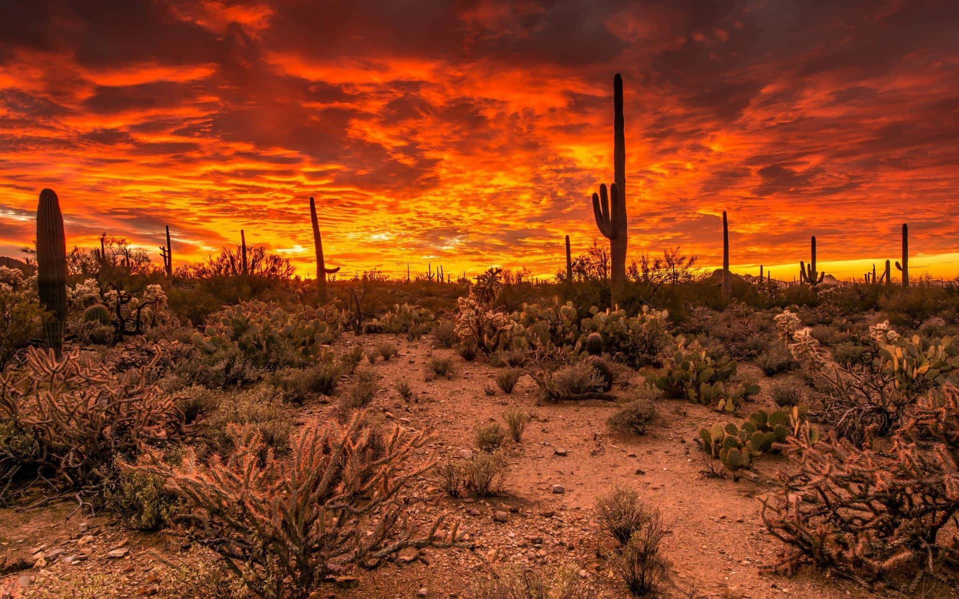 Enjoy the beauty of Arizona's deserts and mountains