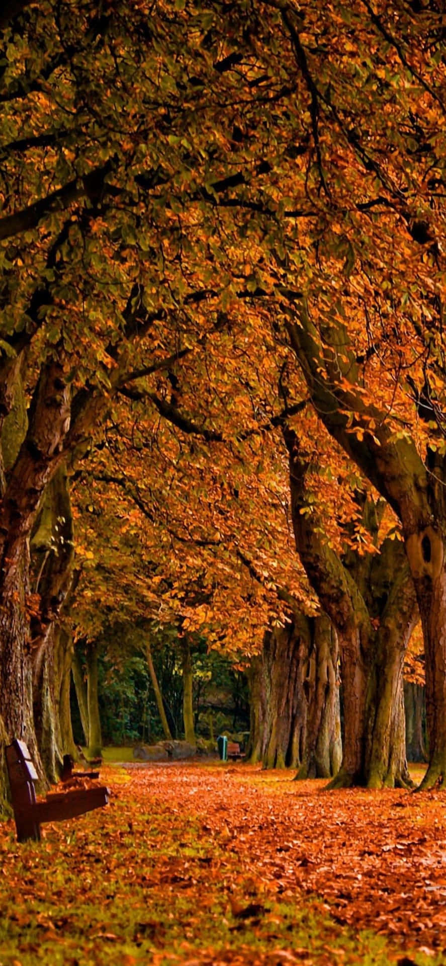 Enjoy the spectacular fall colors of the season with the Iphone 6 Plus Wallpaper