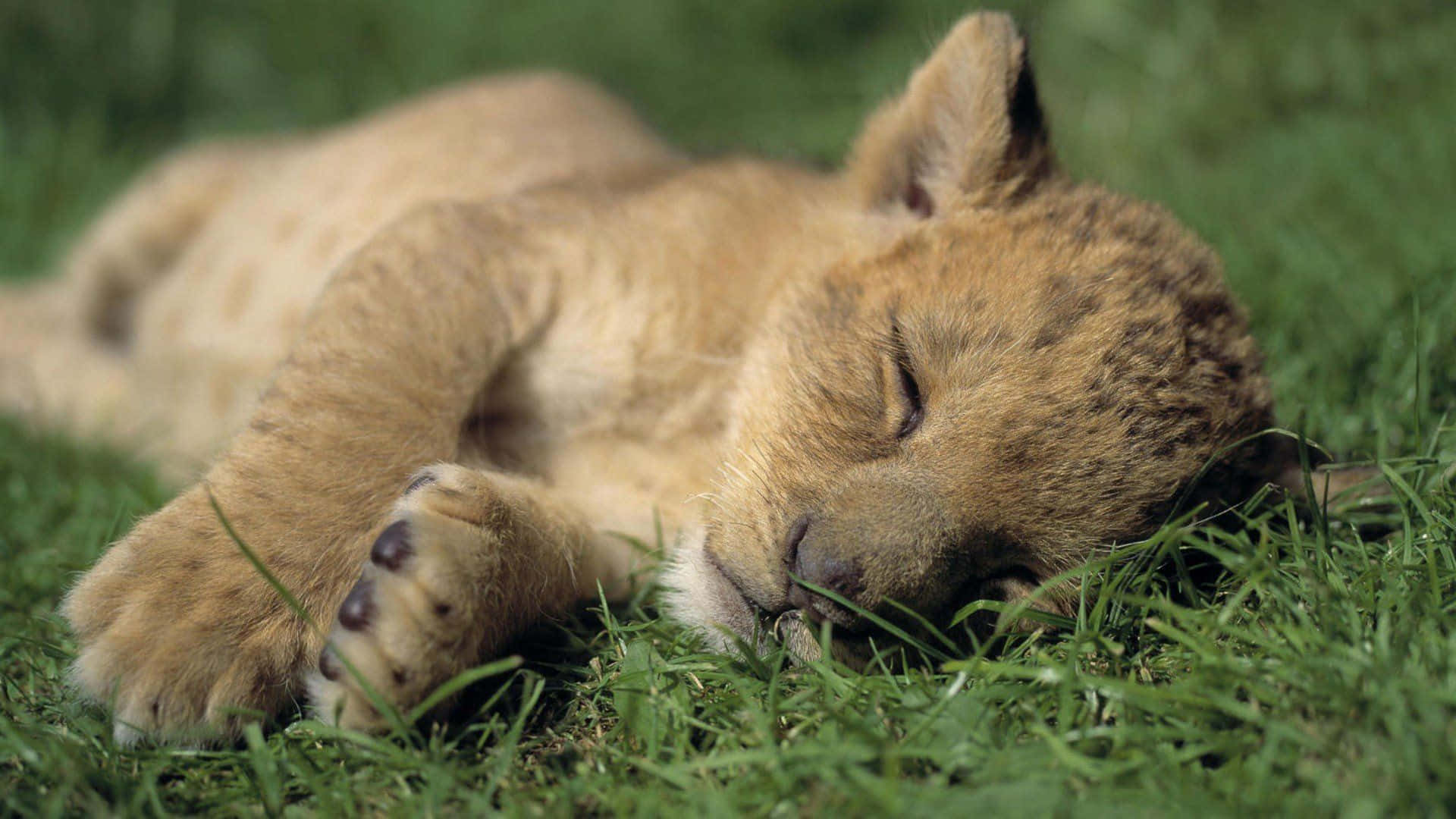 A Lion Cub Sleeping On The Grass