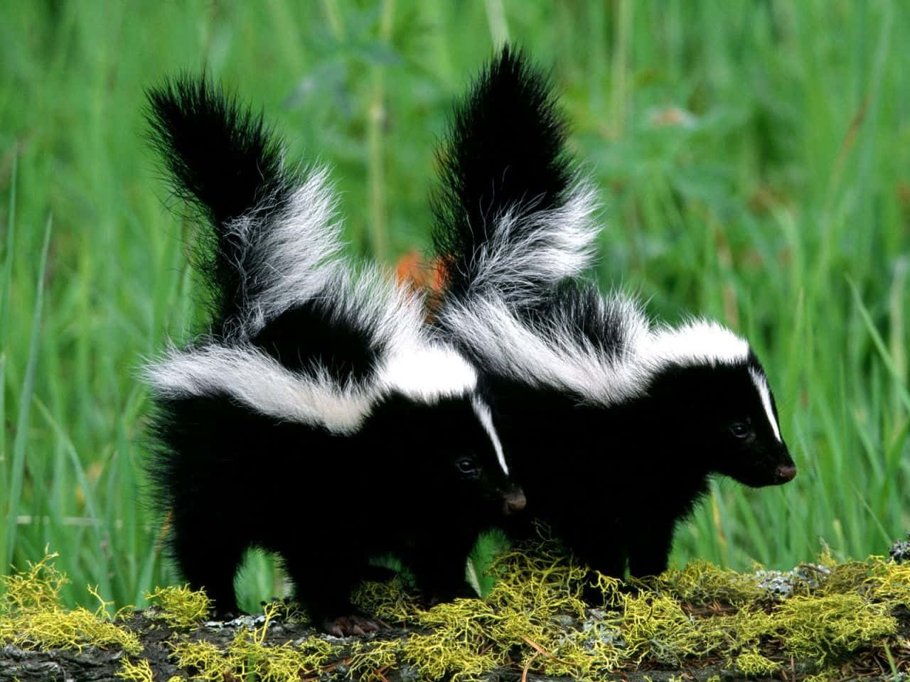 Two Skunks Standing On A Log In The Grass