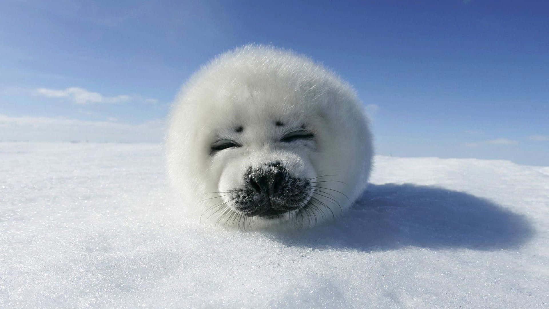A Seal Pup Is Laying On The Snow