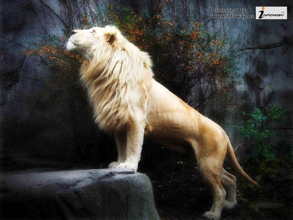 Backdrop For 3d lion Show Wallpaper