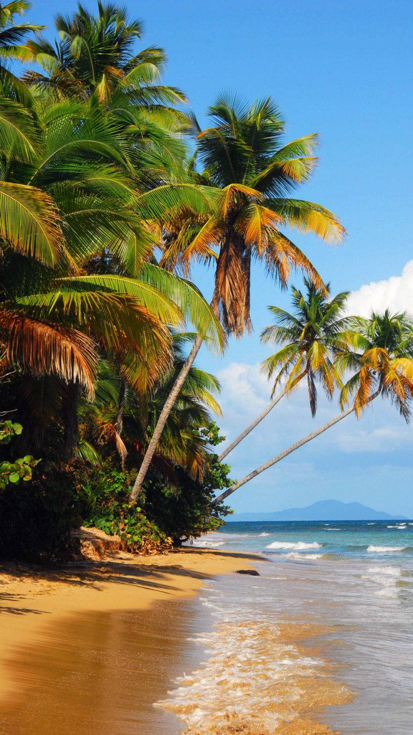 Beach 4k Iphone Bending Coconut Trees Wallpaper