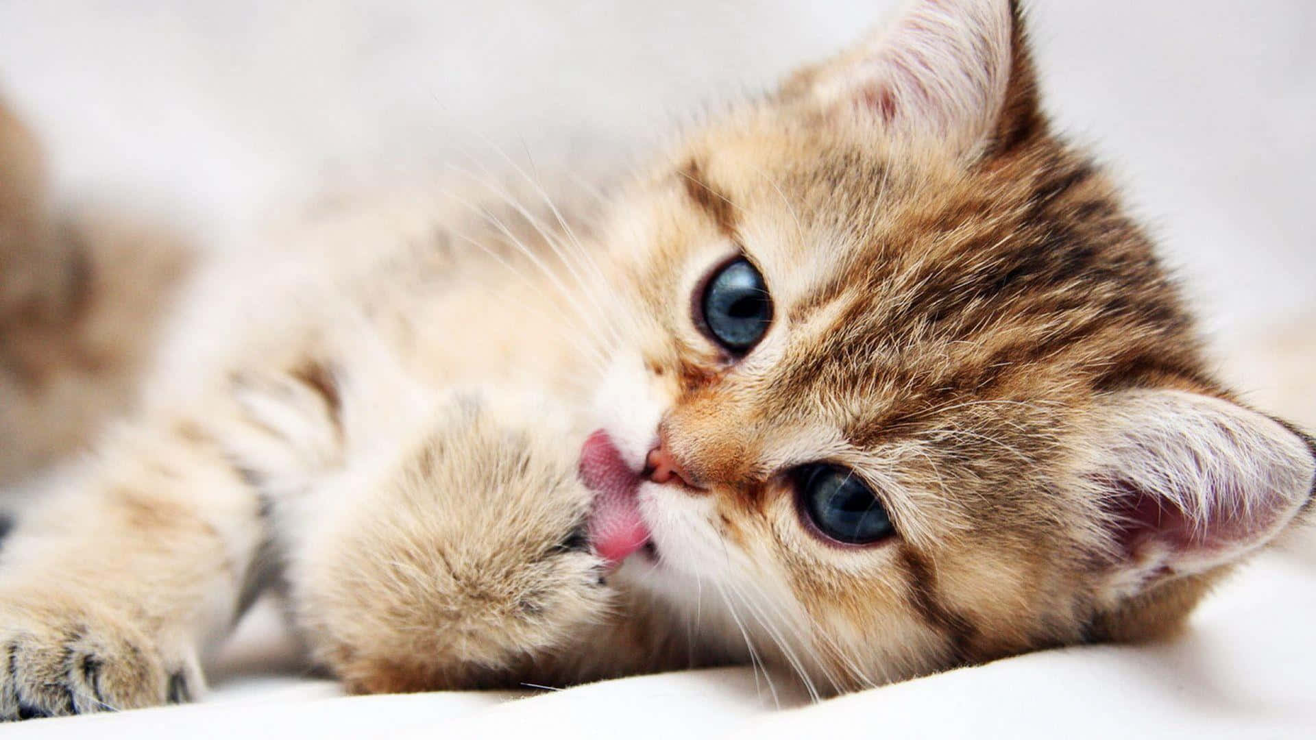 Beautiful Desktop Animal Adorable Kitten Wallpaper