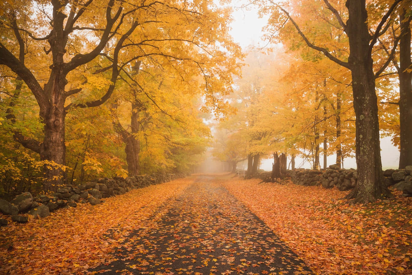 Foggy Road With Beautiful Fall Trees Pictures