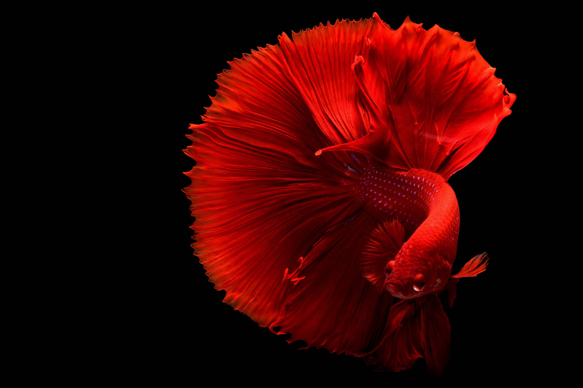 Beautiful Fish In Red Gown Wallpaper