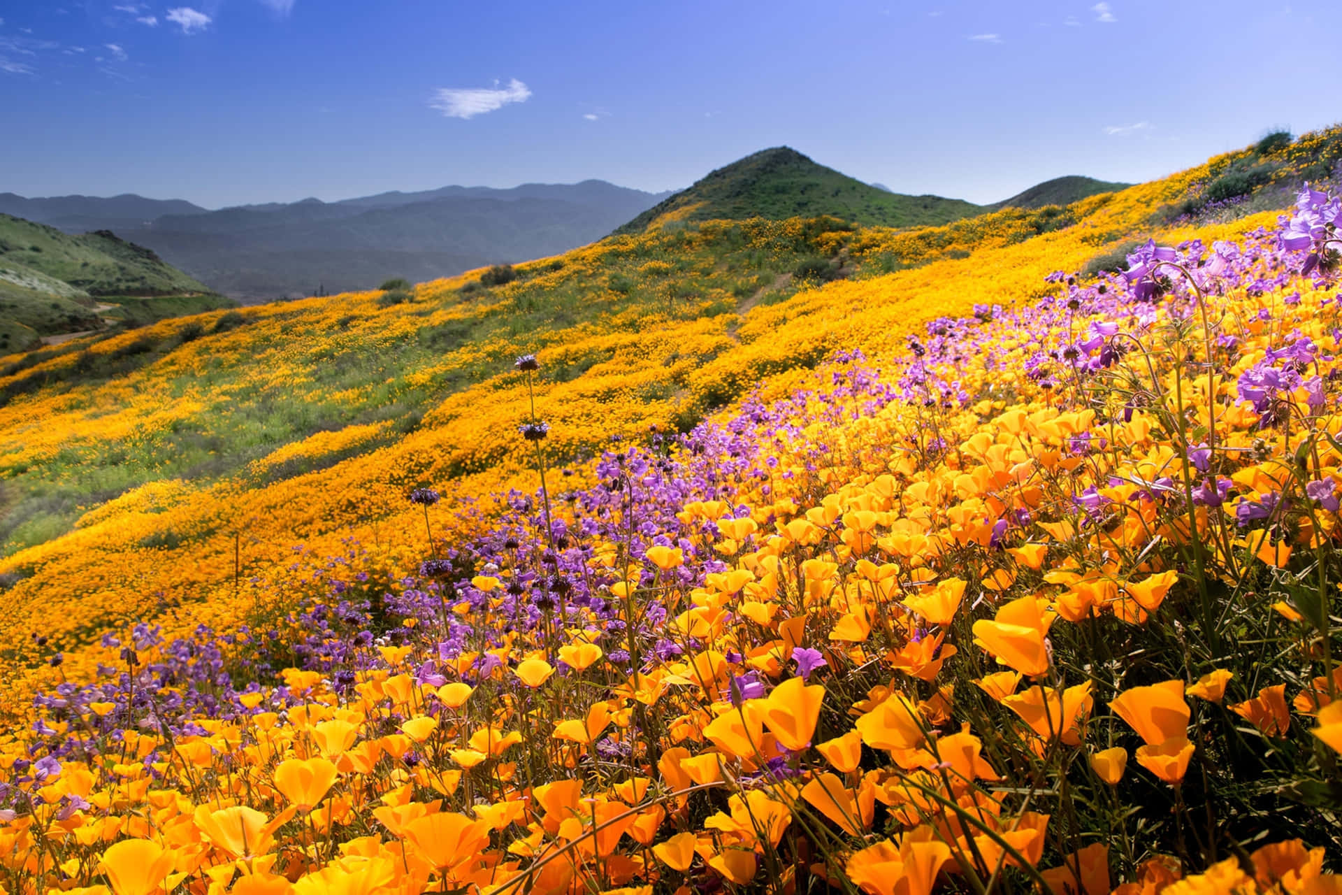 California Field Beautiful Flowers Pictures