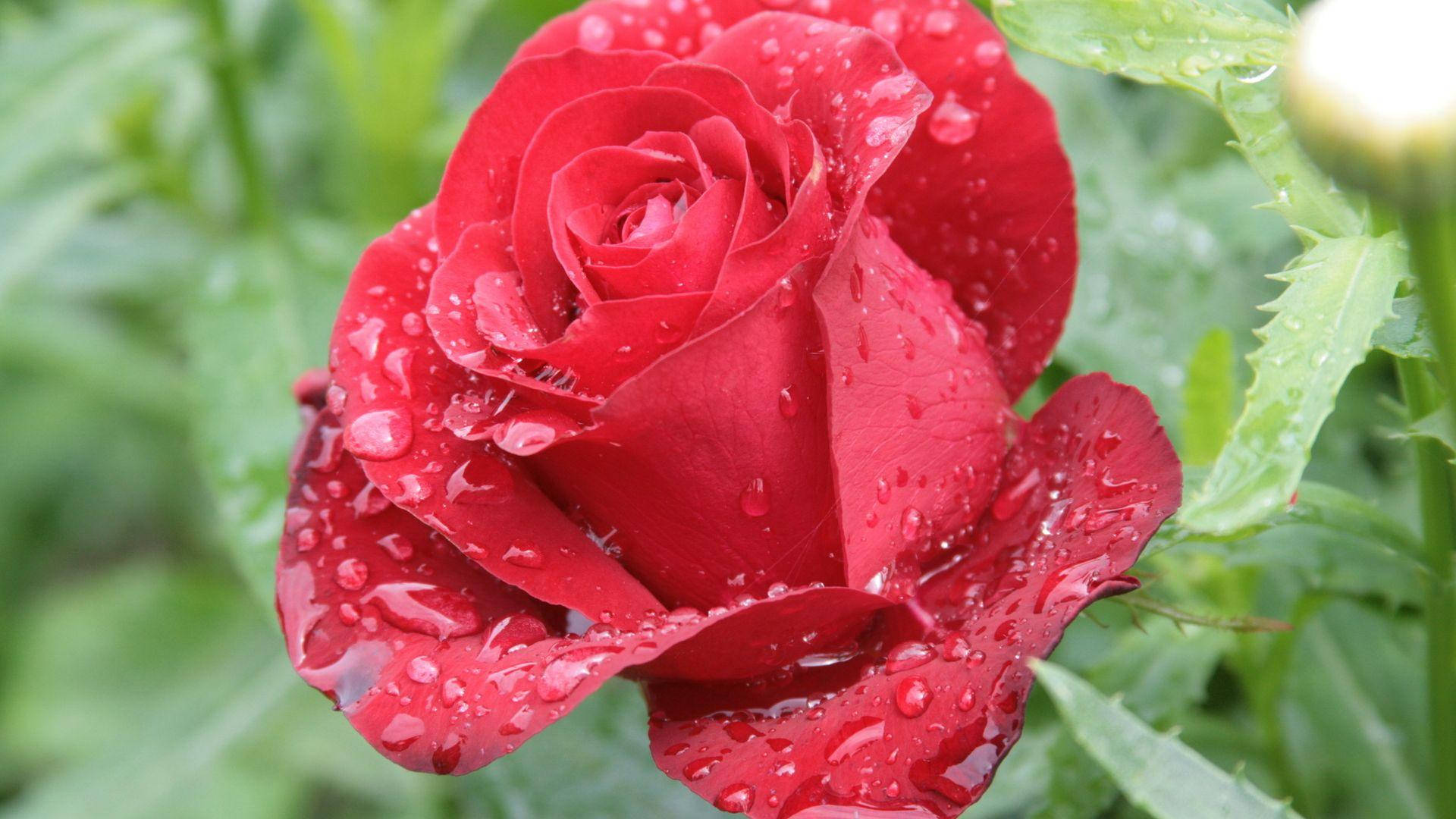 Beautiful Rose Hd After The Rain Wallpaper