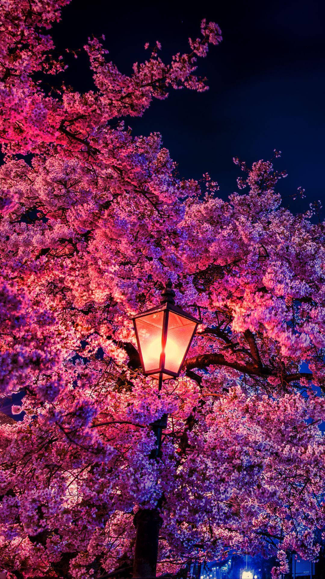 Beautiful Spring Cherry Blossom Tree Lamp Wallpaper