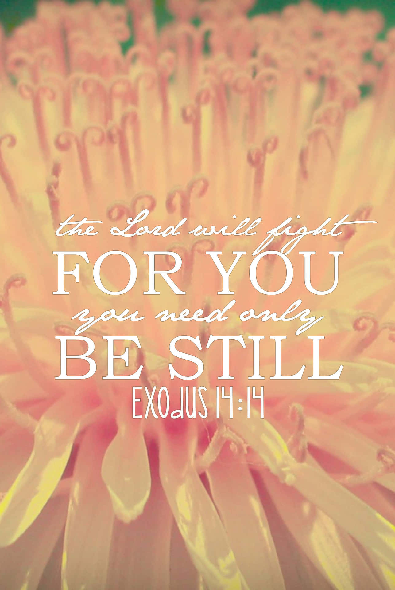 The Lord Will Fight For You, You Need Only Be Still Exodus 11 Wallpaper