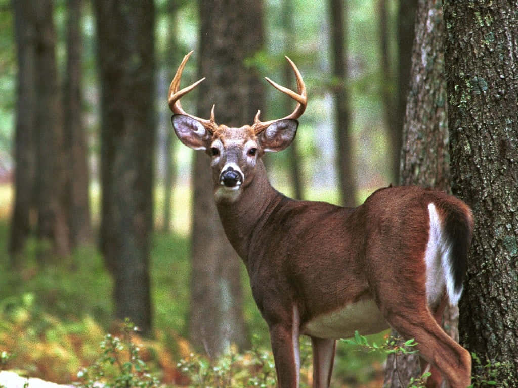 a deer standing in the woods with antlers