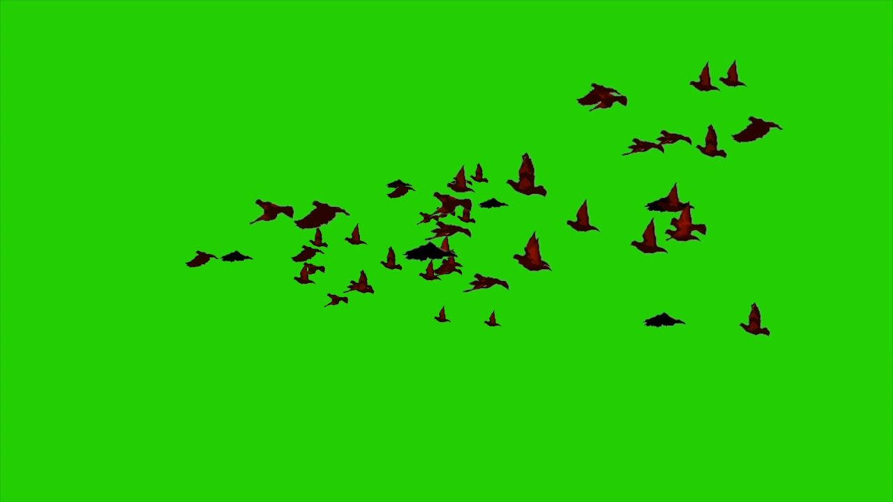 Bird Flock Greenscreen Background Wallpaper
