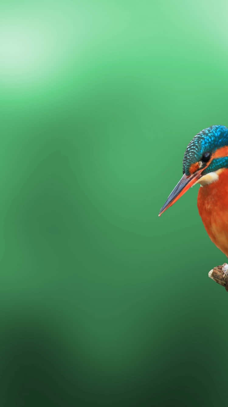 Beak Of A Kingfisher Bird Iphone Image Wallpaper
