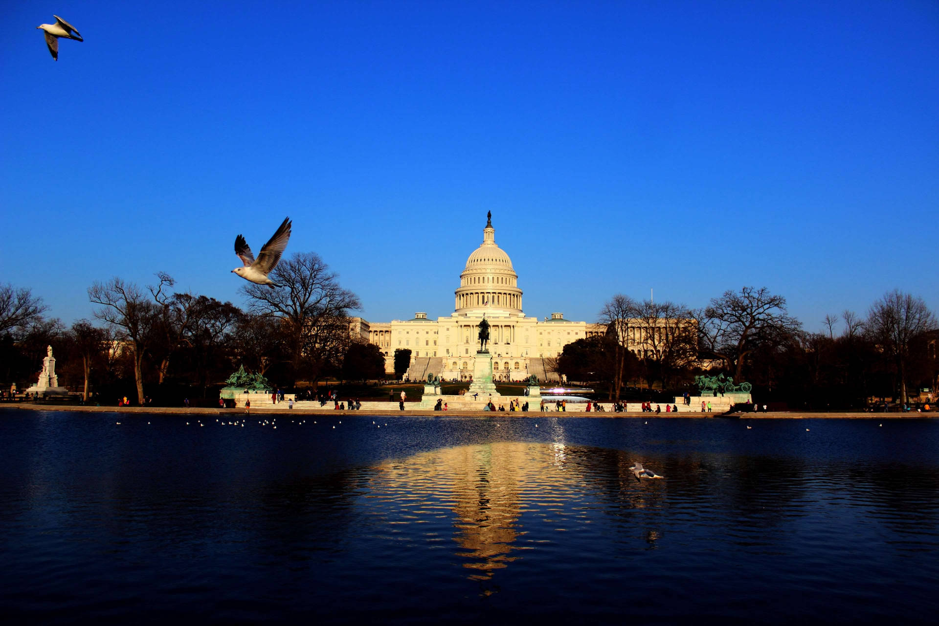 Birds Flying In Capitol Hill Wallpaper