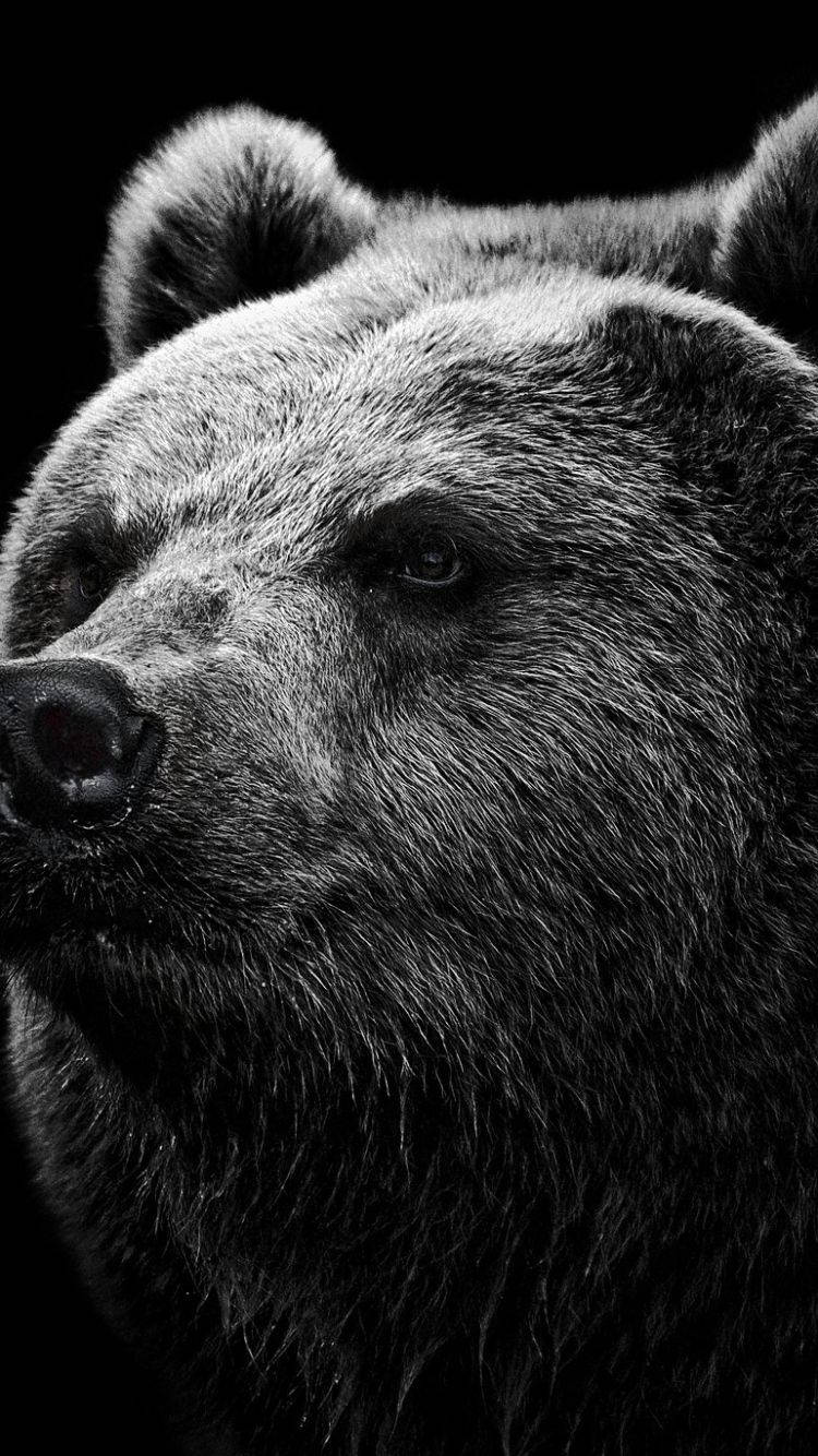 "A black and white bear looking into the camera" Wallpaper