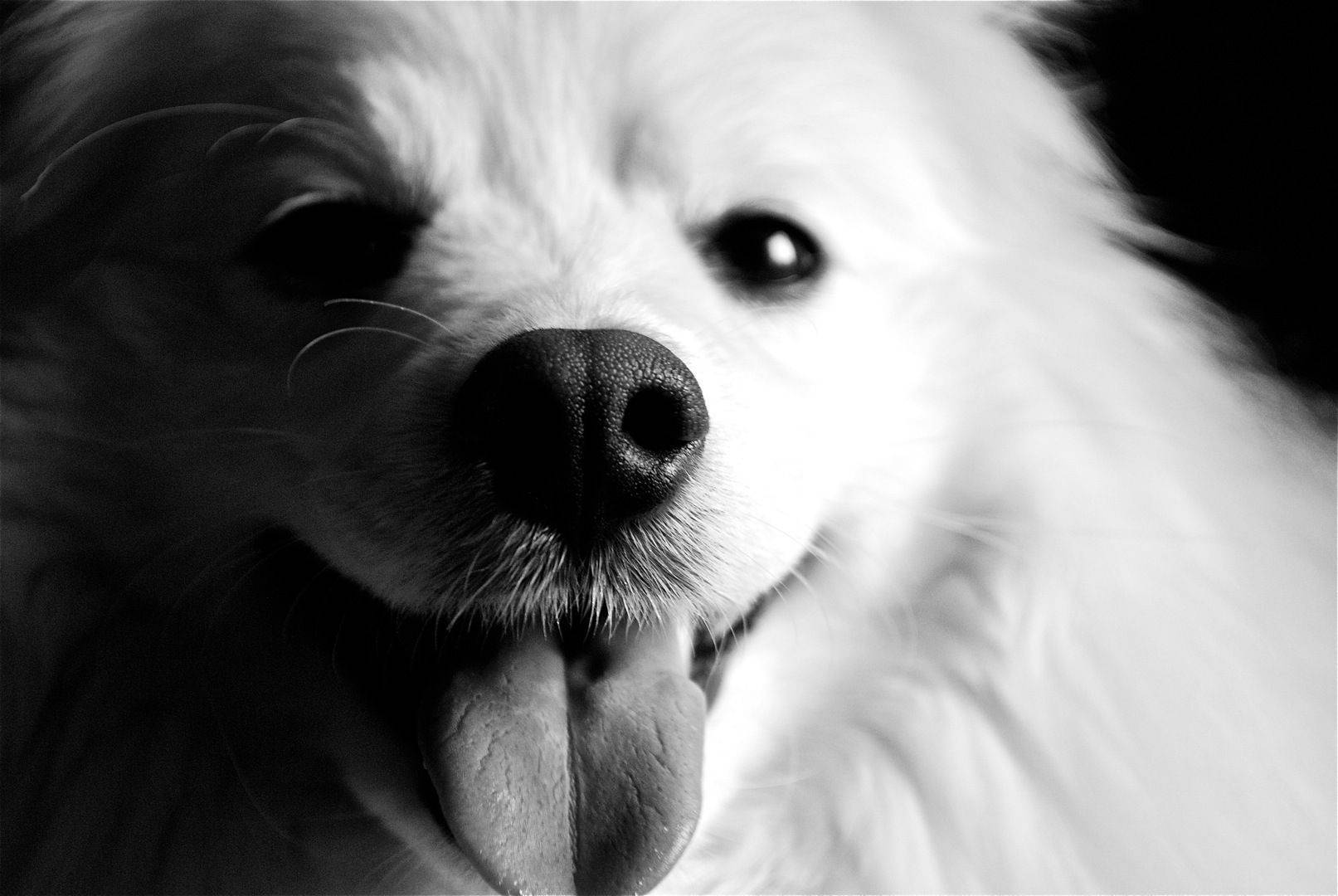 Black And White Dog Tongue Out Wallpaper
