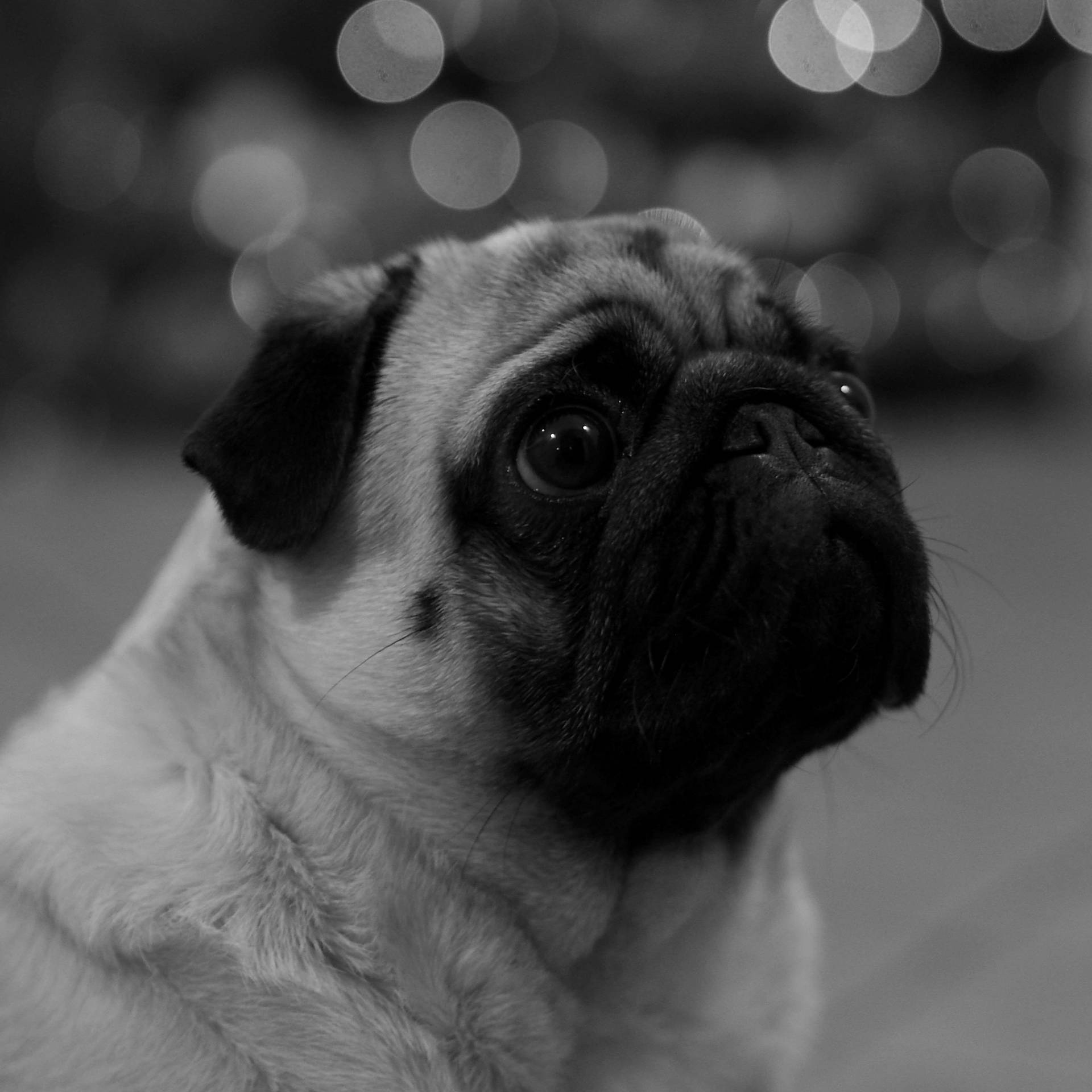 Black And White Dog With Bokeh Lights Wallpaper