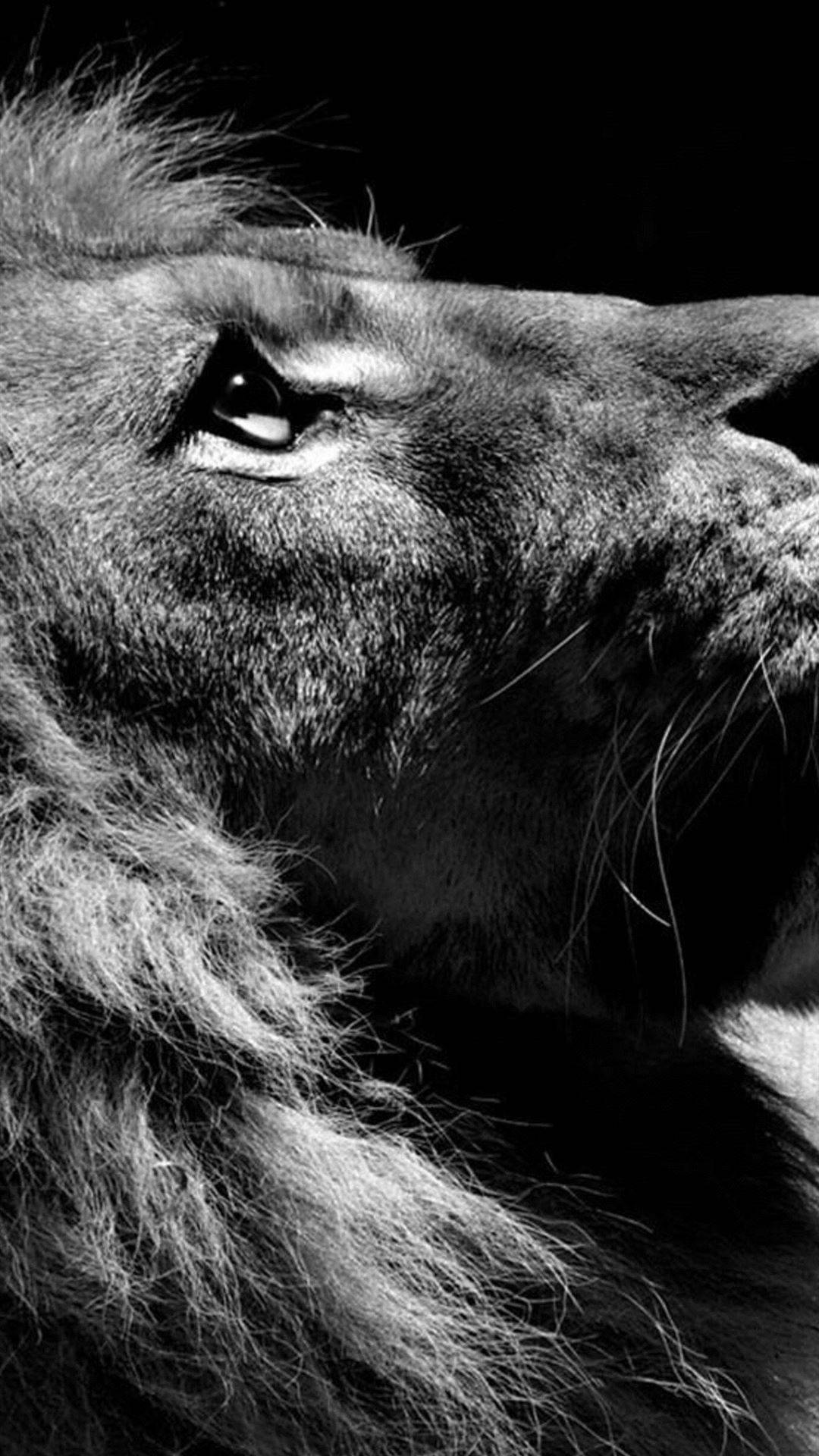 Black And White Photography Lion Wallpaper