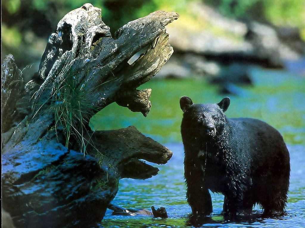 Black Bear Bathing In River Wallpaper