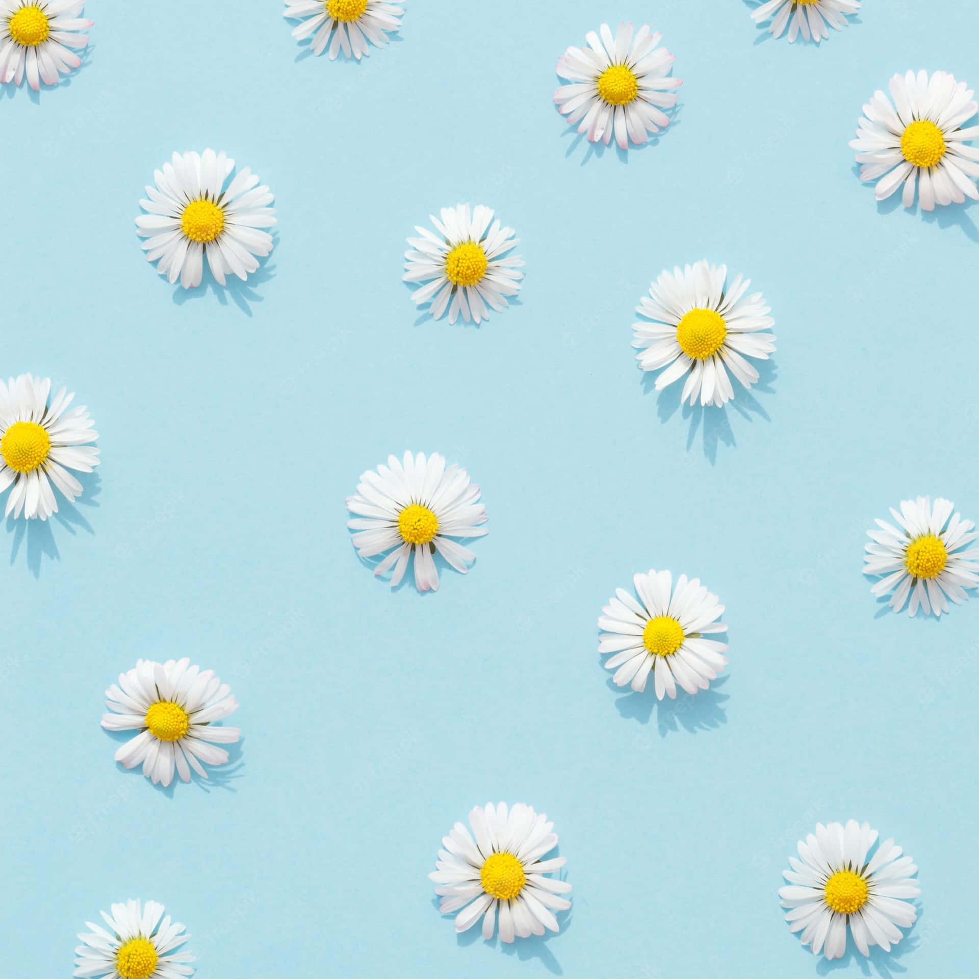 Blue Aesthetic Background With White Daisies