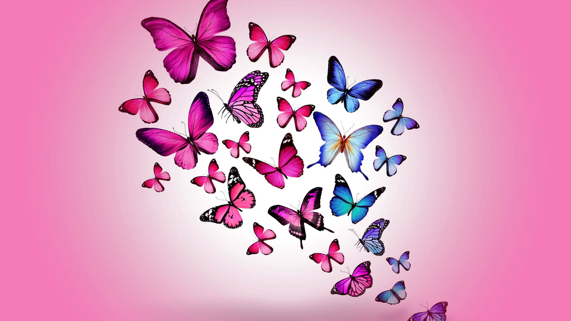 A beautiful contrast of blue and pink butterfly Wallpaper