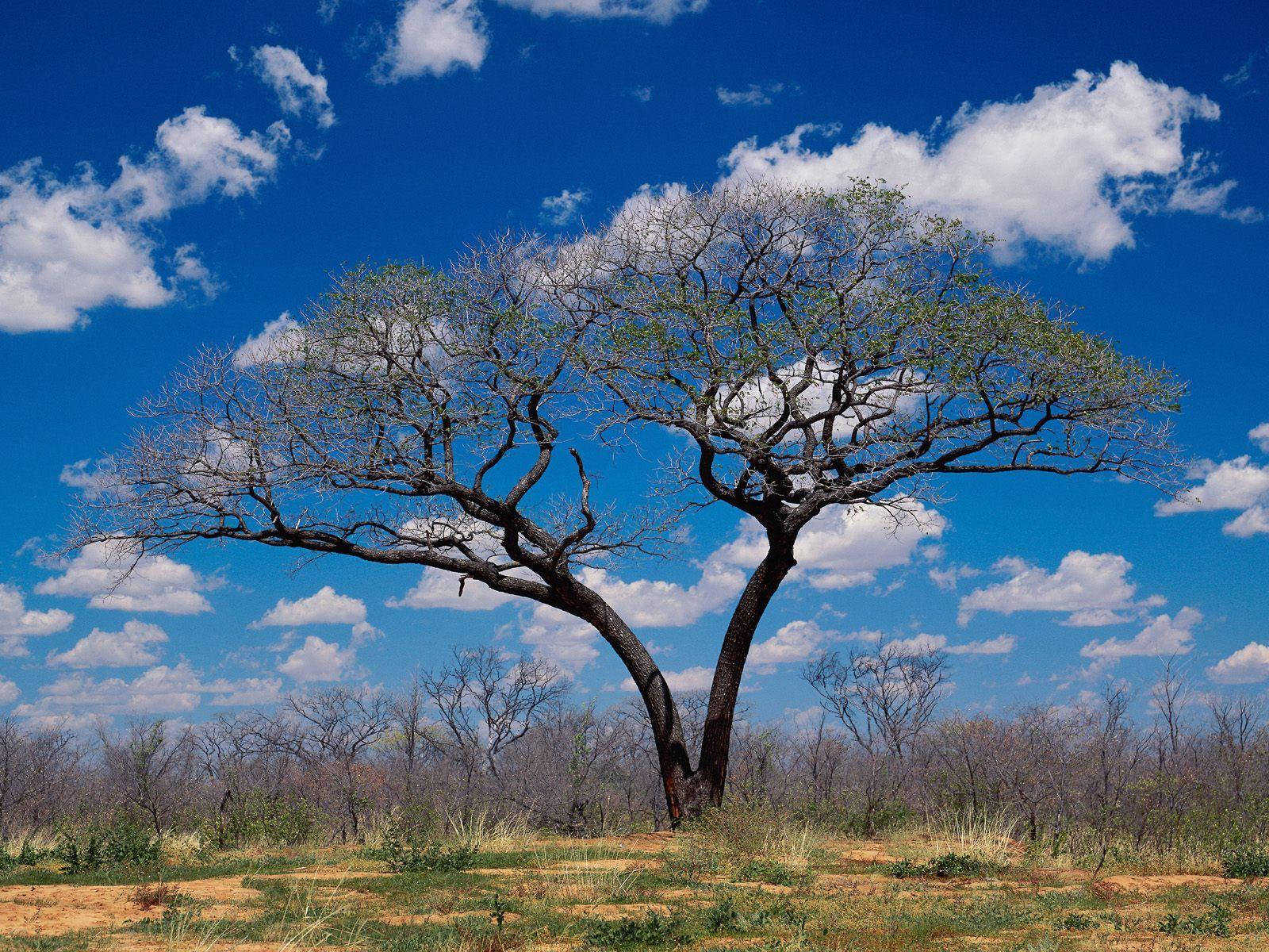 Botswana Savanna Tree Wallpaper