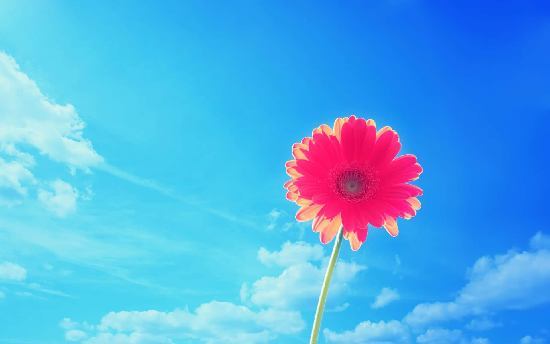 Bright Background Of Sky With Pink Flower