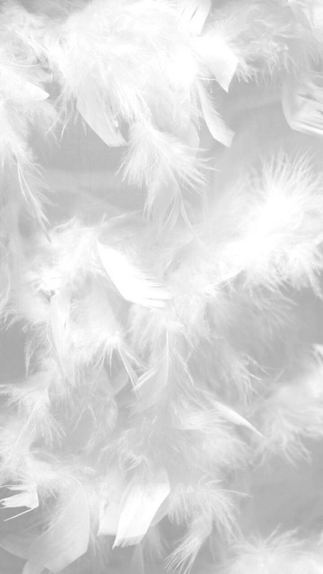 Cool Bright White Feathers Aesthetic Wallpaper