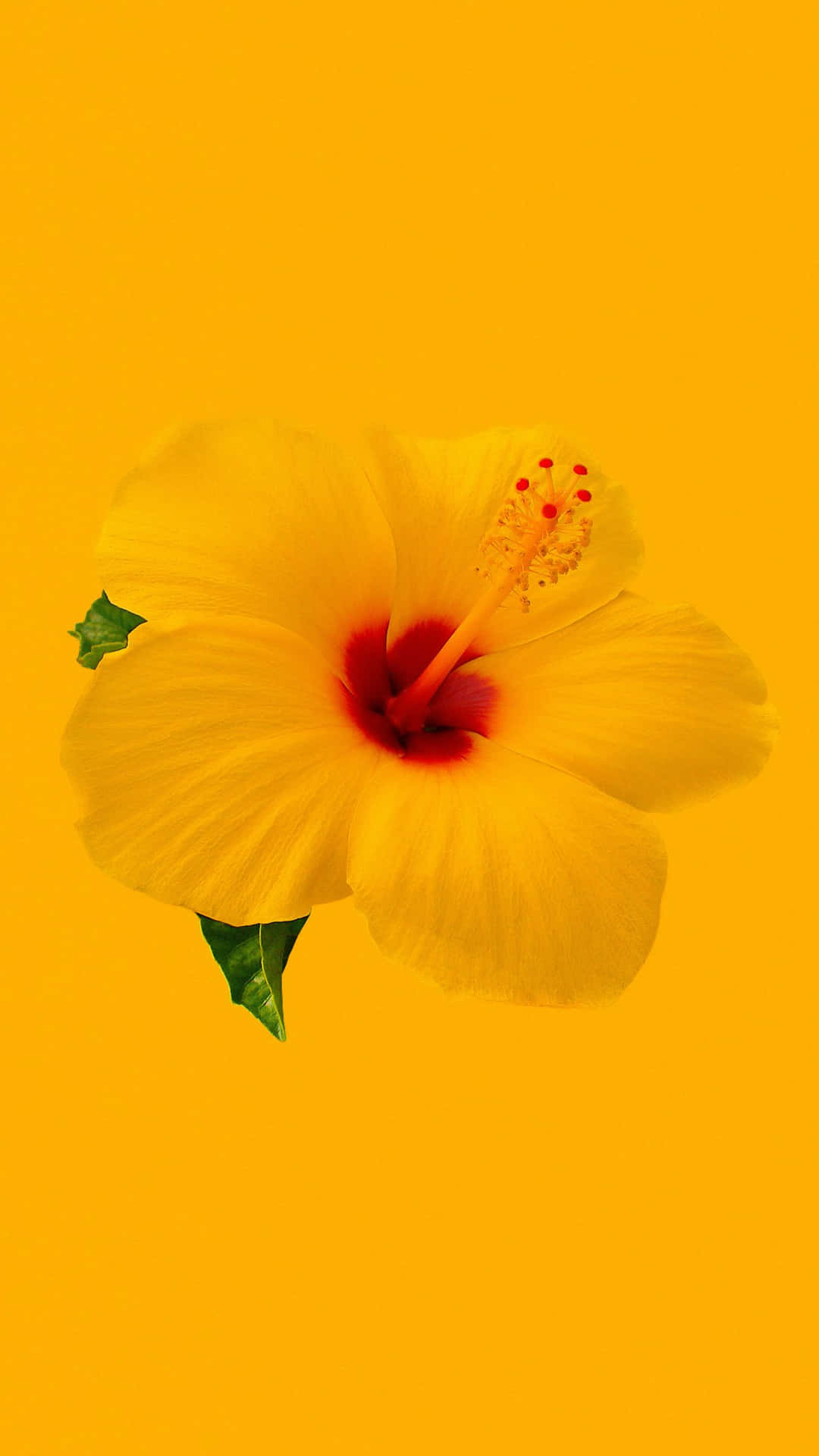 Bright Yellow Hibiscus Flower Wallpaper