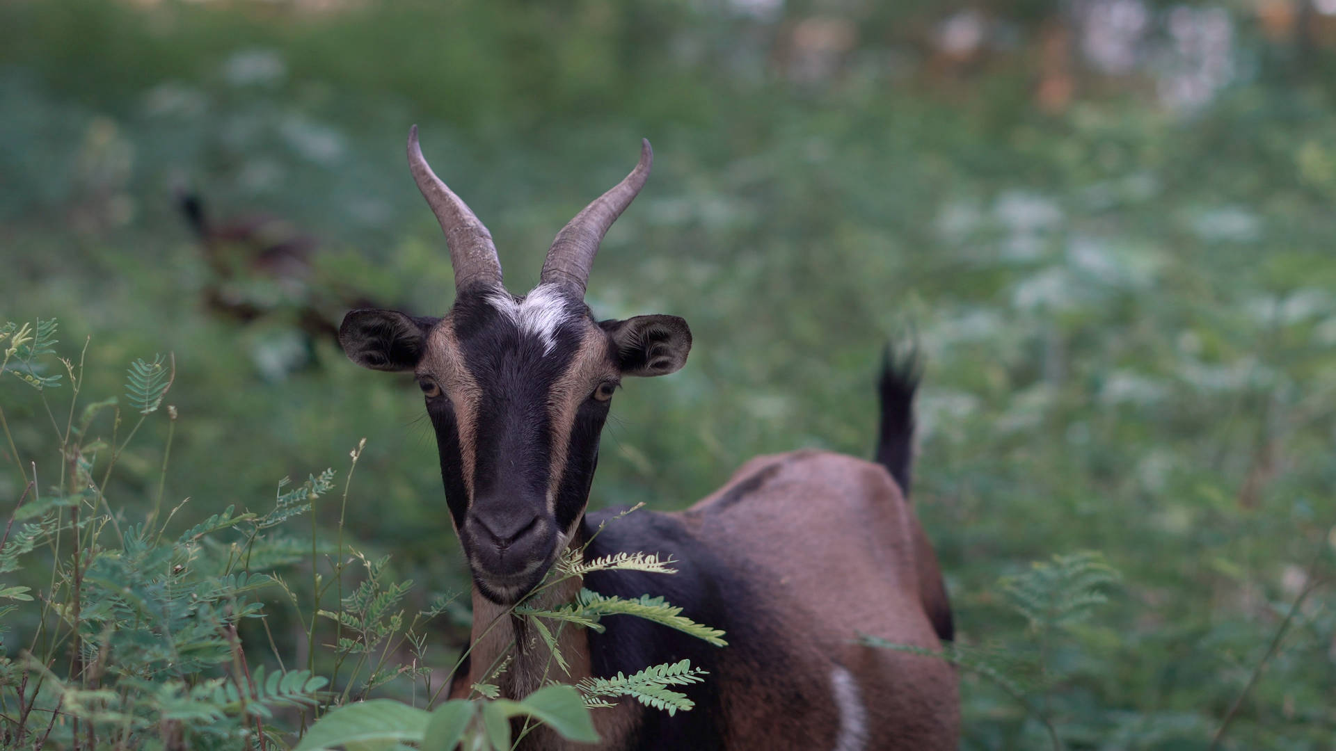 A happy brown and black goat enjoys life in nature Wallpaper