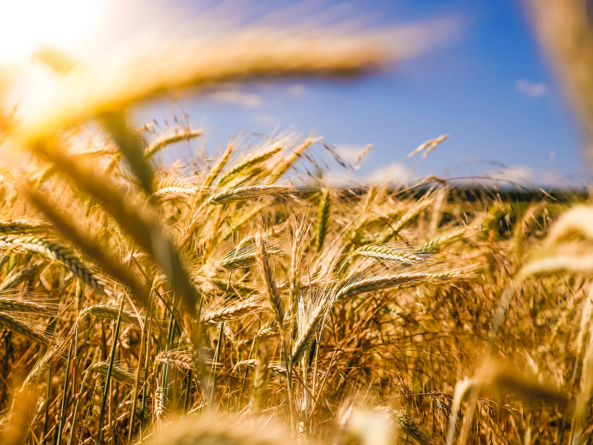 "Golden Barley Field Ready for Harvest" Wallpaper